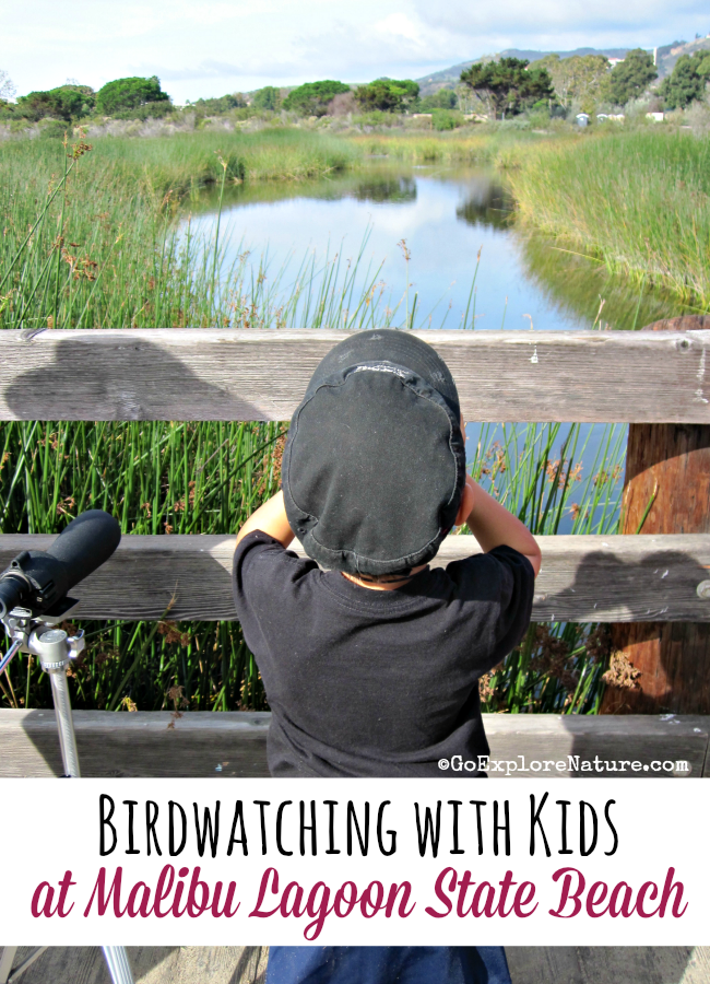 Malibu Lagoon State Beach is a great place for Los Angeles families. Did you know you take guided tours bird watching tours with kids?