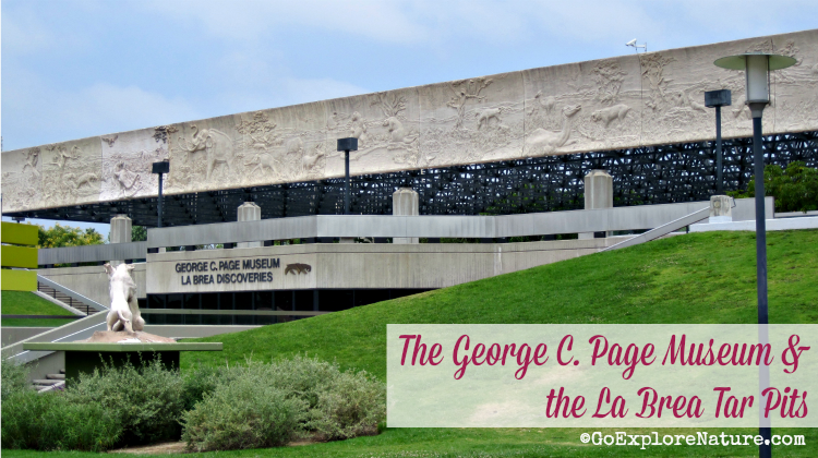 For a day of L.A. family fun, pack a picnic, then go exploring nature in Hancock Park at the George C. Page Museum and the La Brea Tar Pits.