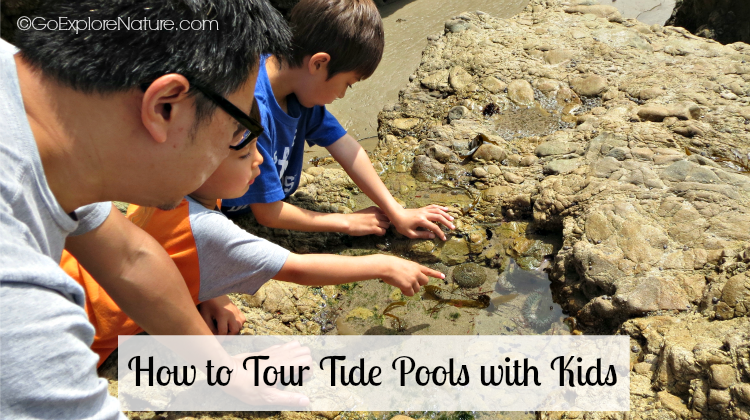 If you want to know how to tour tide pools with kids in Los Angeles, here’s a little advice to ensure your next visit is educational, respectful and fun!