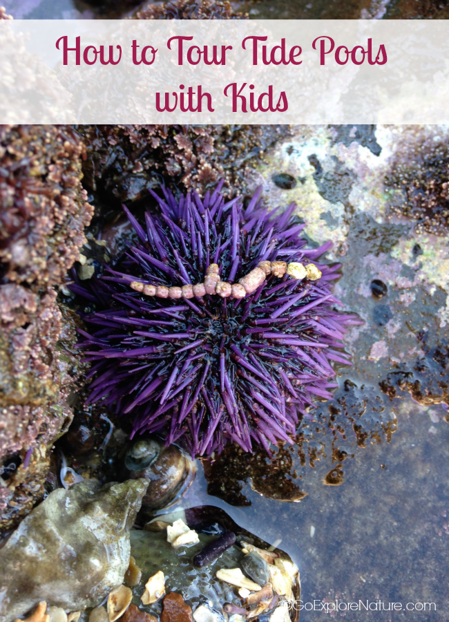 If you want to know how to tour tide pools with kids in Los Angeles, here’s a little advice to ensure your next visit is educational, respectful and fun!