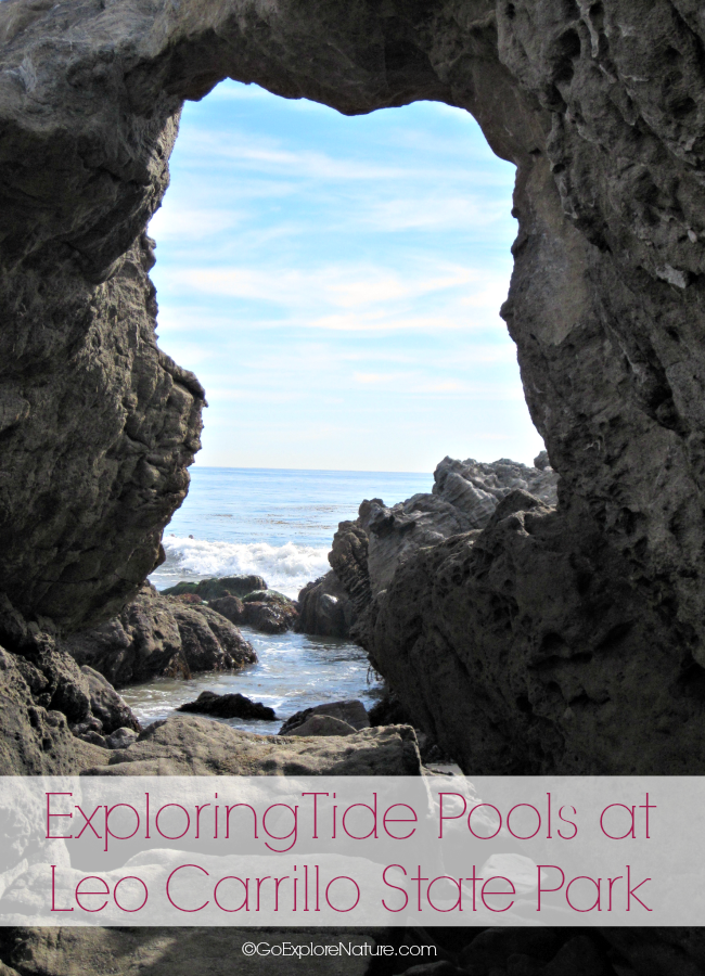 Exploring tide pools at Leo Carrillo State Park is a fun way for Los Angeles families to spend the day. See marine critters, explore sea caves and more!