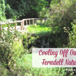 When temperatures start to rise in Los Angeles this summer, try cooling off outside at the Ferndell Nature Museum in Griffith Park.
