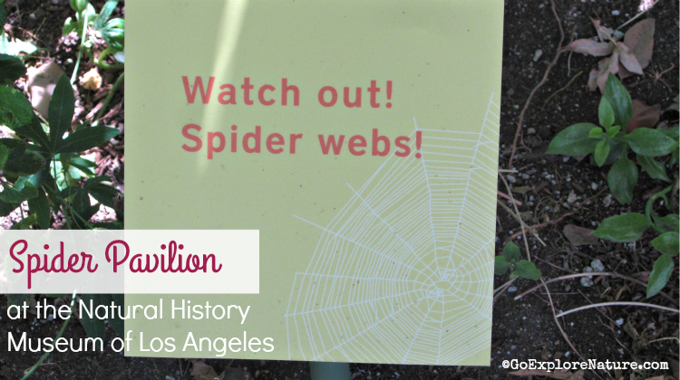 The open-air NHMLA Spider Pavilion is a spot where LA families can marvel at hundreds of spiders spinning their intricate webs.