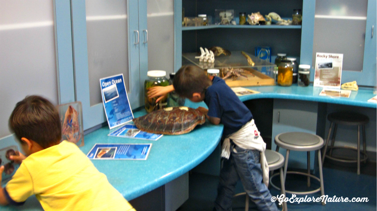 Visit the pint-sized Santa Monica Pier Aquarium for some undersea fun. Then head outside to the Pier or the beach, both just steps away.