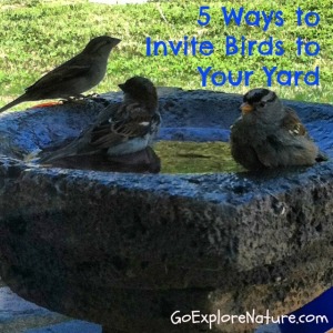 5 ways to invite birds to your yard