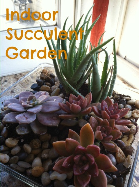 succulent indoor gardens