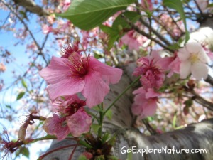 Saturday Snapshot: Cherry Blossoms