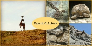 Animals at The Living Desert