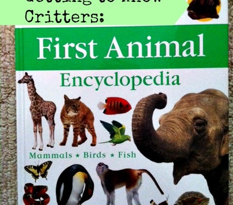 Birds - Birds - Animal Encyclopedia