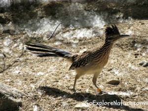 Roadrunner