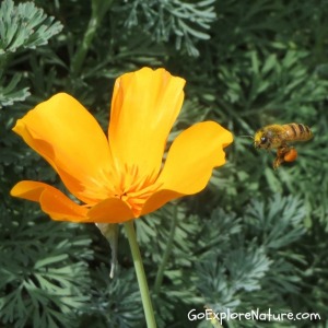 Saturday Snapshot: Bee