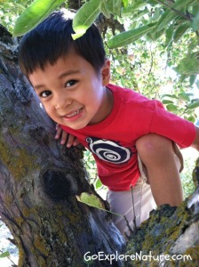 Play among the trees: Climb a tree