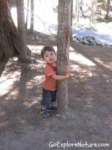 Play among the trees: Hug a tree