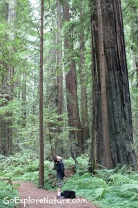 Play among the trees: Look up