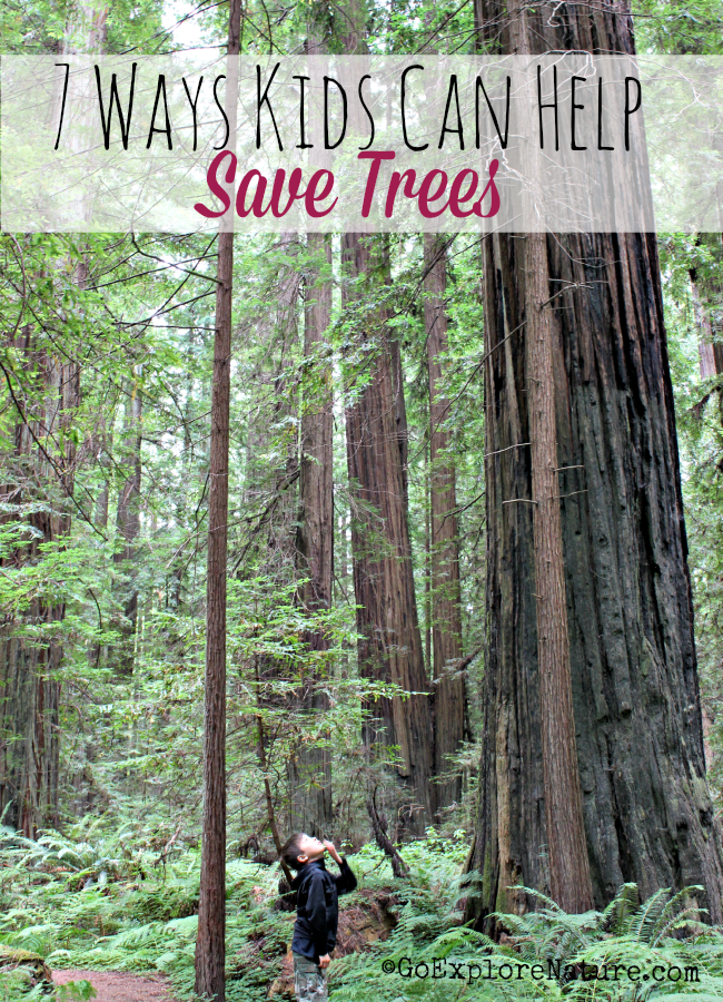Trees provide us with oxygen and ensure that the Earth’s temperature is livable. What can we do to return the favor? Here are a few simple ways kids can help save trees.