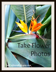 Take flower photos