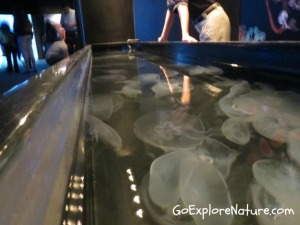 Aquarium of the Pacific - Moon Jellies