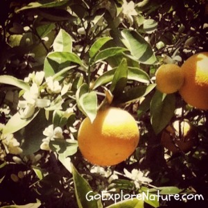 Saturday Snapshot: Oranges