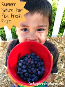 Summer nature fun: Pick fresh fruits