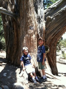 Hiking the Woodland Trail in Big Bear