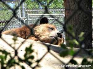 Big Bear Alpine Zoo