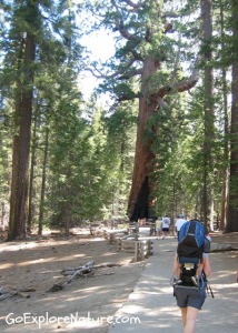 Mariposa Grove of Giant Sequoias