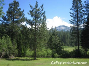 Wawona Meadow Loop