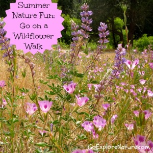  Summer nature fun: Go on a wildflower walk