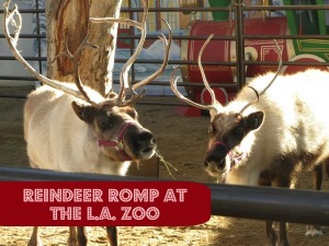 Reindeer Romp at the L.A. Zoo