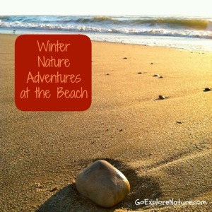 Winter Nature Adventures at the Beach