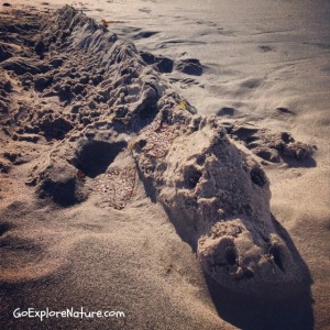 Winter Nature Adventures at the Beach