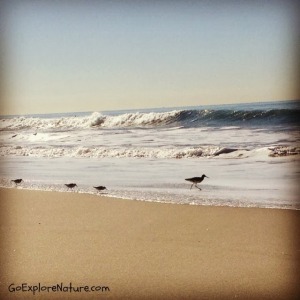 Winter Nature Adventures at the Beach