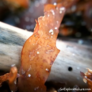 Winter Nature Adventures at the Beach