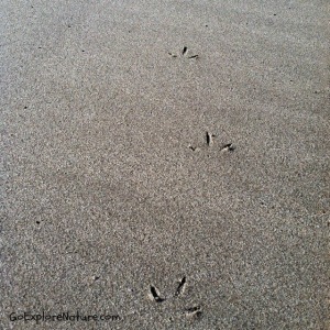 Winter Nature Adventures at the Beach