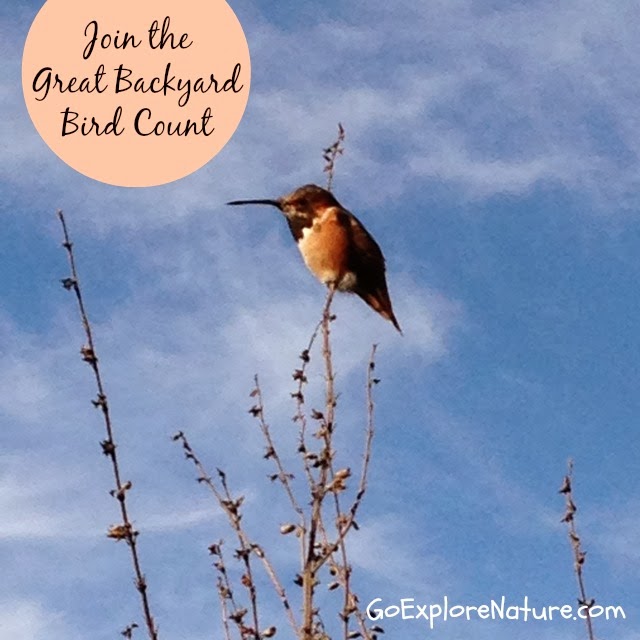 Join the Great Backyard Bird Count - GoExploreNature.com