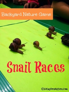 Backyard Nature Game: Snail Races