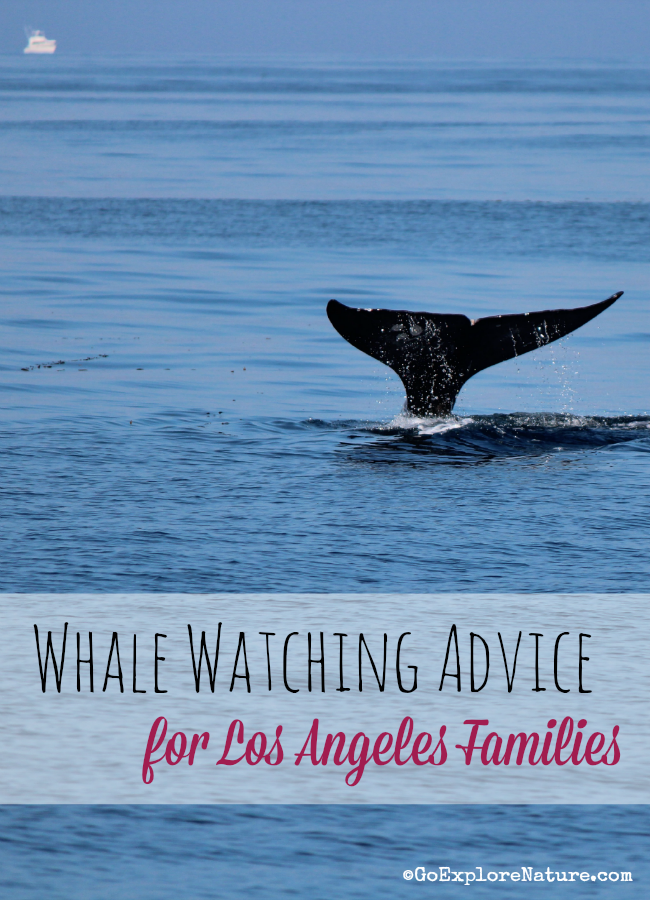 Every Southern California kid should go whale watching! If you’re wondering what it might be like, here’s some sage whale watching advice for Los Angeles families.