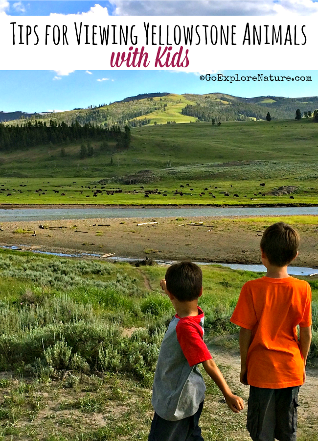 Planning a Yellowstone vacation for your family? Get our best tips for viewing animals with kids in Yellowstone National Park. 