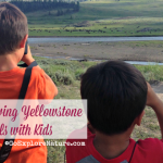 Planning a Yellowstone vacation for your family? Get our best tips for viewing animals with kids in Yellowstone National Park.