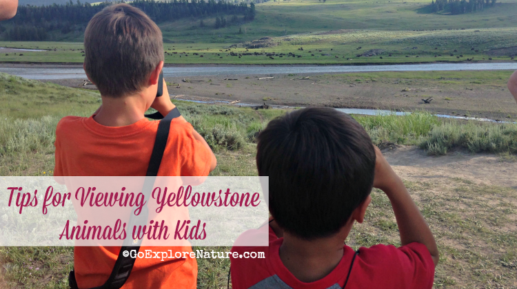 Planning a Yellowstone vacation for your family? Get our best tips for viewing animals with kids in Yellowstone National Park.