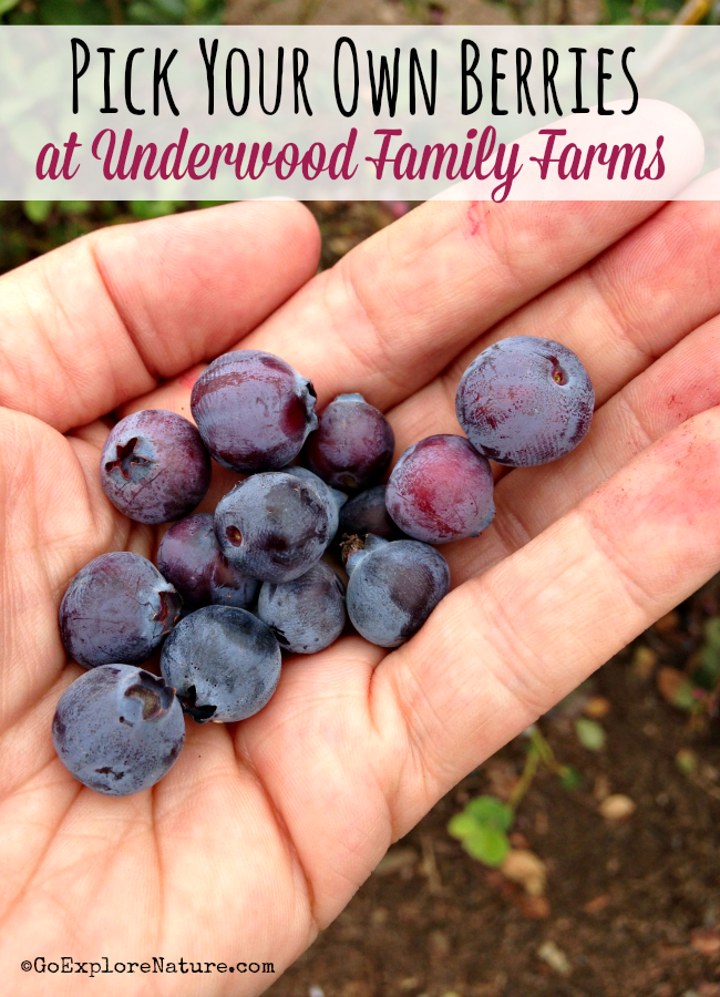 Each summer from about June through September, you can actually pick your own berries at Underwood Family Farms near Los Angeles.