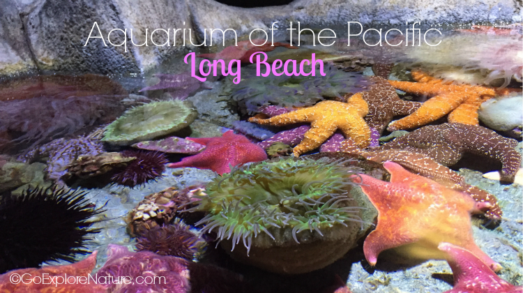 Aquarium of the Pacific in Long Beach 