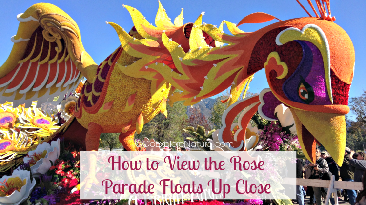 If you want to know how to view the Rose Parade floats up close, here’s my advice: Go see the floats on display in the days following the Parade.