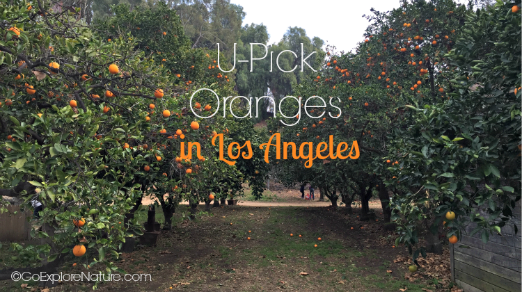 Heritage Park in La Verne is one of the few remaining places for U-pick oranges in Los Angeles. Find out what makes this LA day trip just right for kids.