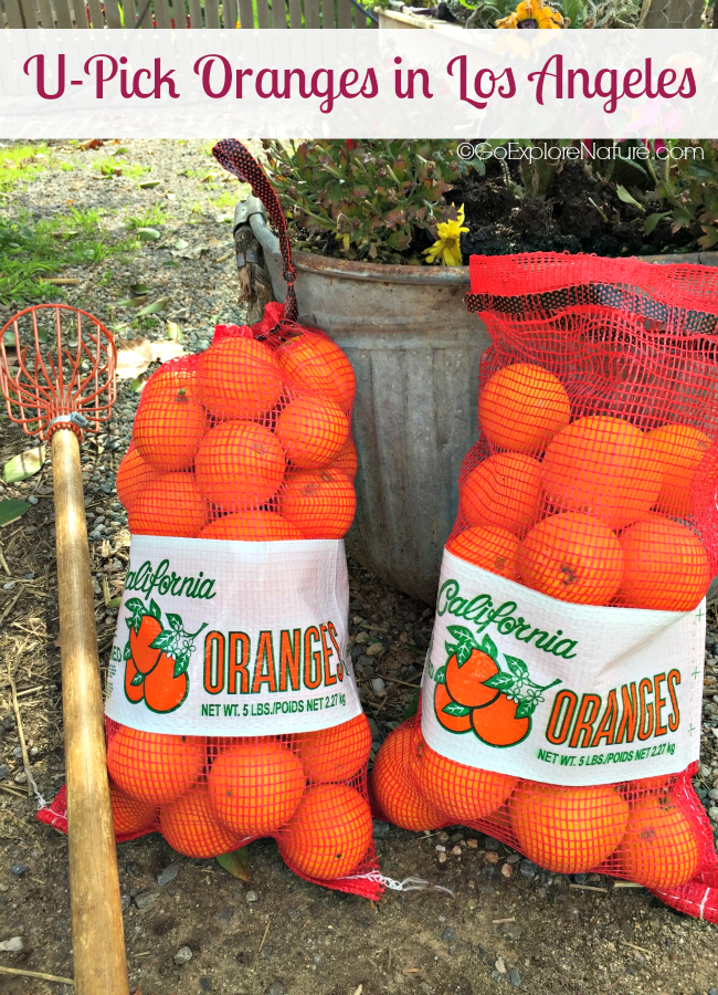 Heritage Park in La Verne is one of the few remaining places for U-pick oranges in Los Angeles. Find out what makes this LA day trip just right for kids.