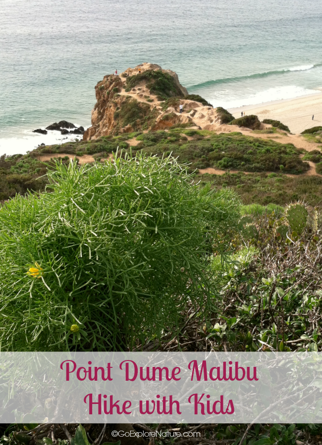 This easy Point Dume Malibu hike with kids offers views of the Santa Monica Bay, migrating gray whales in winter, wildflowers in spring and more.