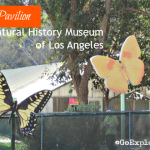 Every spring and summer, the Butterfly Pavilion at the Natural History Museum of Los Angeles plays host to hundreds of live butterflies. Don't miss a visit!