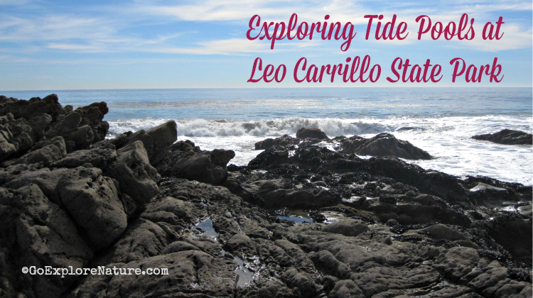 Exploring tide pools at Leo Carrillo State Park is a fun way for Los Angeles families to spend the day. See marine critters, explore sea caves and more!