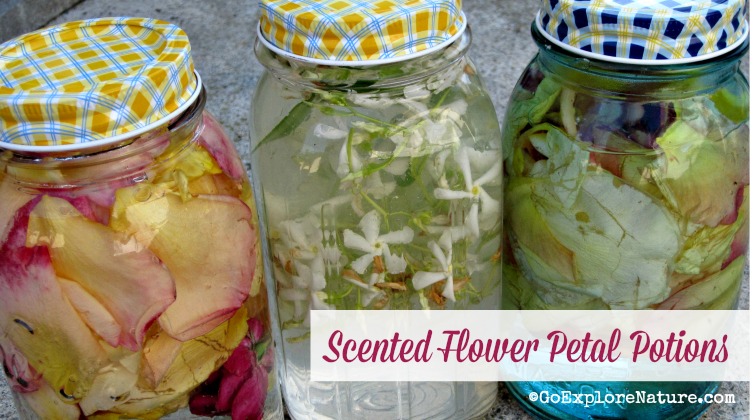 Making scented flower petal potions gives kids a chance to touch, squish, smell and play with flowers. Which magical potion will smell the nicest?