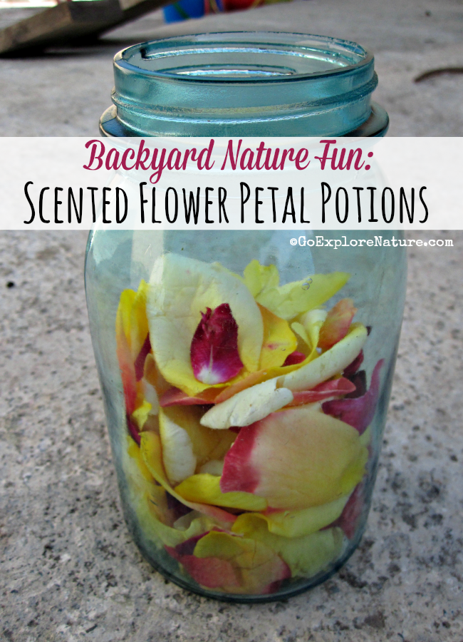 Making scented flower petal potions gives kids a chance to touch, squish, smell and play with flowers. Which magical potion will smell the nicest?